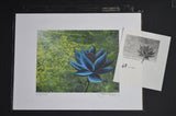 Black Lotus 68/100 Christopher Rushサイン入りCoA付［委託販売品］